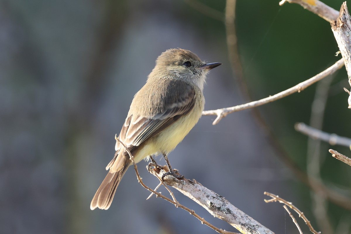 Galapagos Flycatcher - Ian Thompson