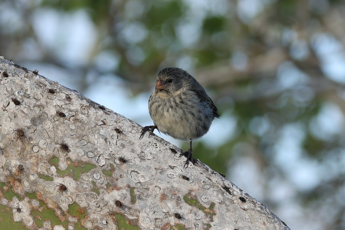 Small Ground-Finch - ML621805856