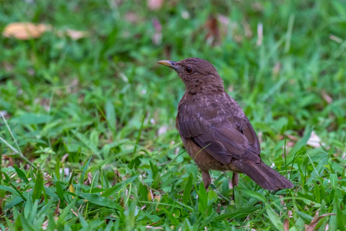 Clay-colored Thrush - ML621805859