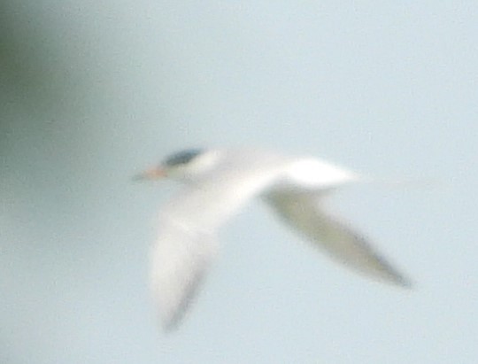 Forster's Tern - ML621805862