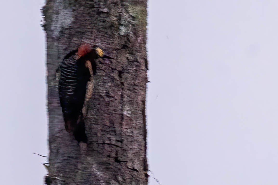 Black-cheeked Woodpecker - ML621805864