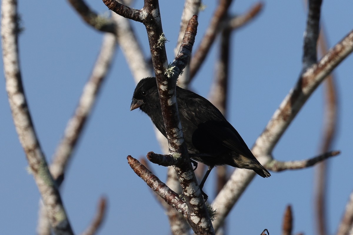 Small Ground-Finch - ML621805870