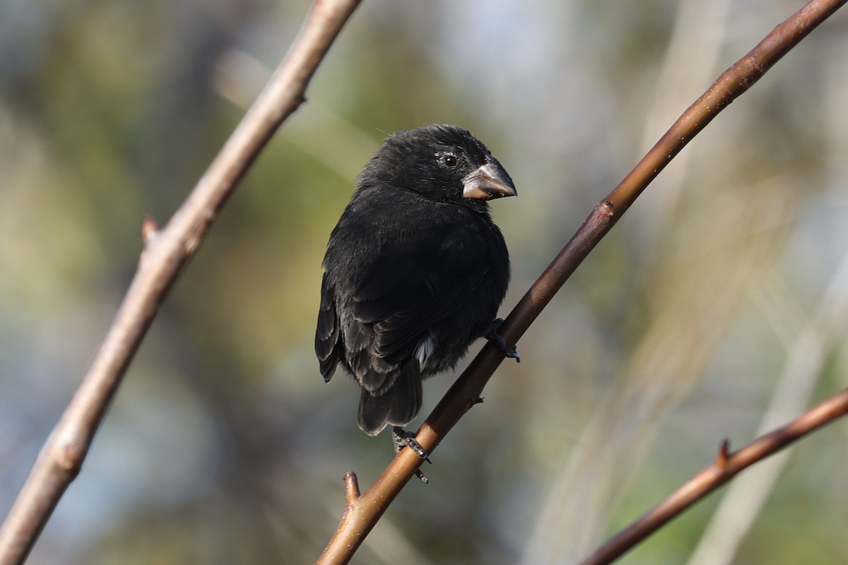 Medium Ground-Finch - ML621805871