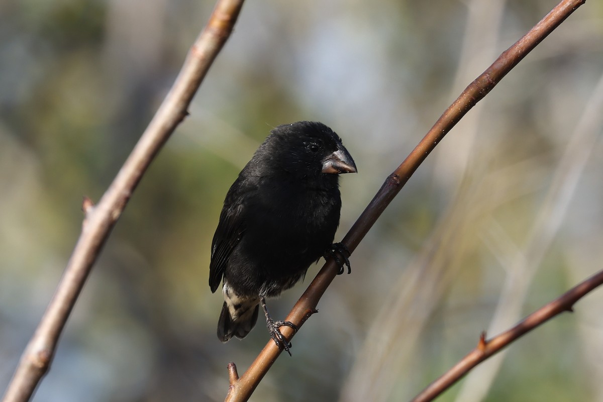 Medium Ground-Finch - ML621805872