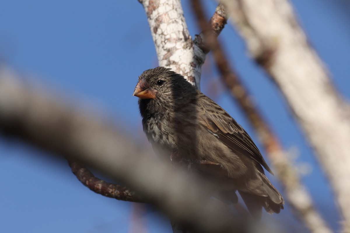 Medium Ground-Finch - ML621805873