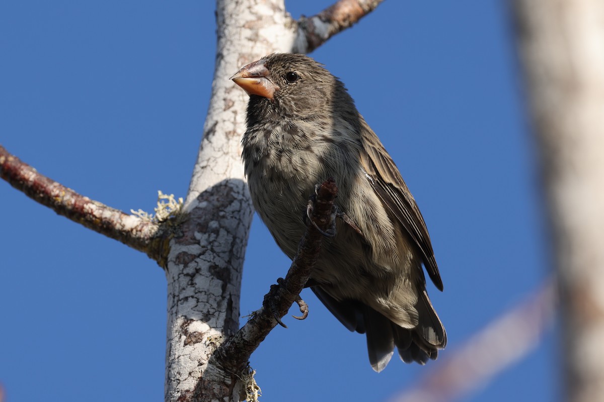 Medium Ground-Finch - ML621805874