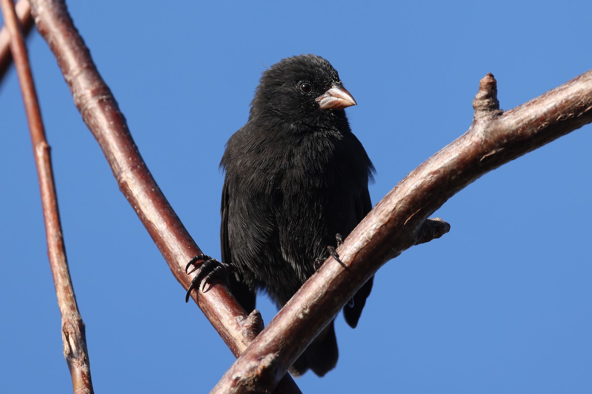 Medium Ground-Finch - ML621805875