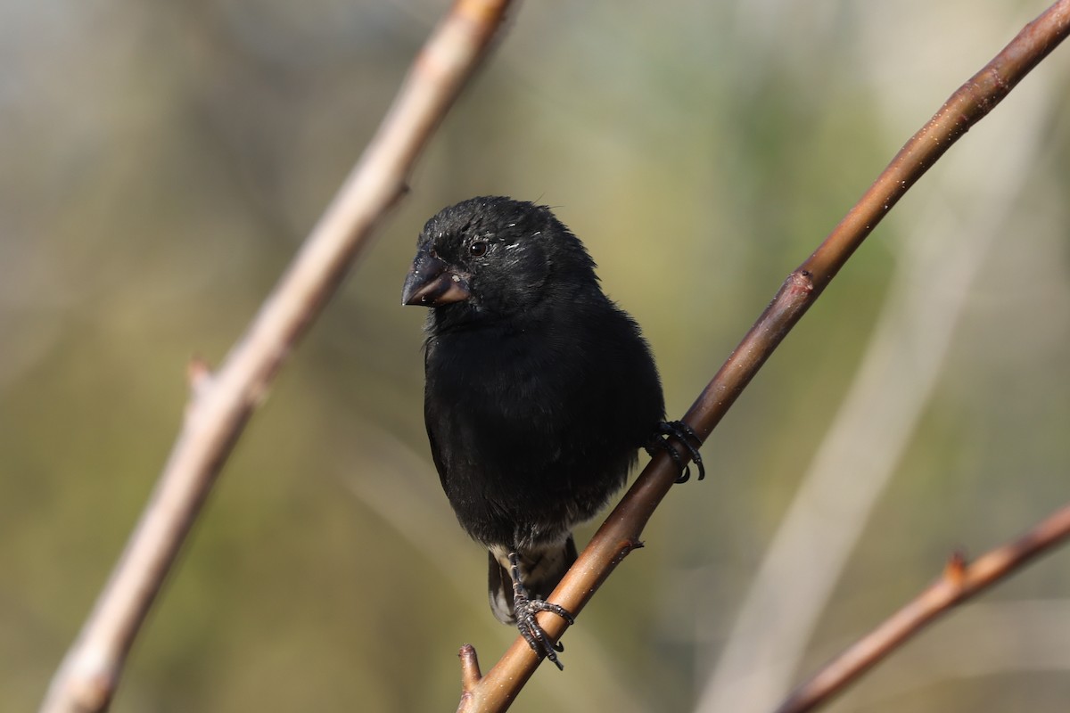 Medium Ground-Finch - ML621805891