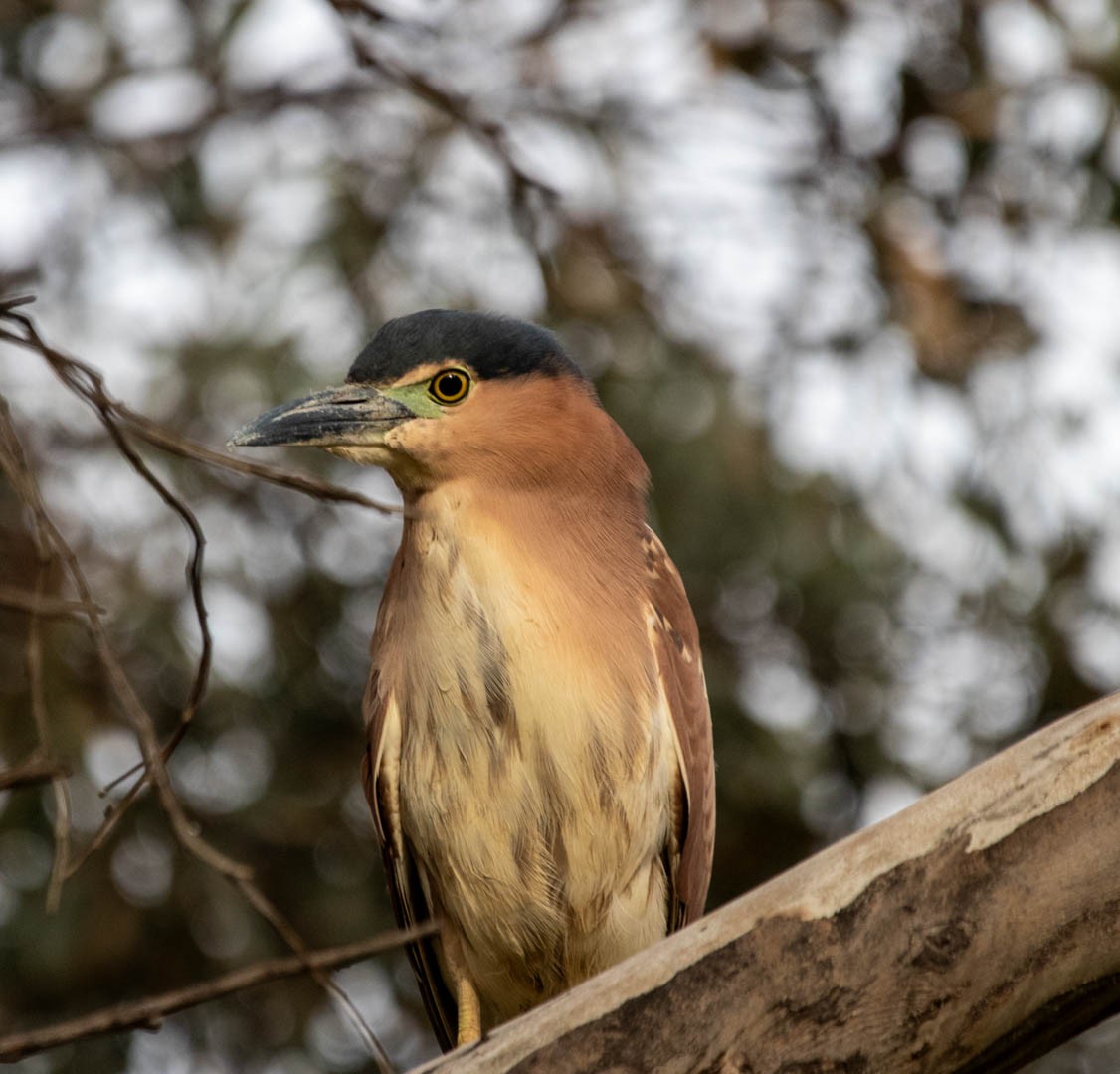 Nankeen Night Heron - ML621805905