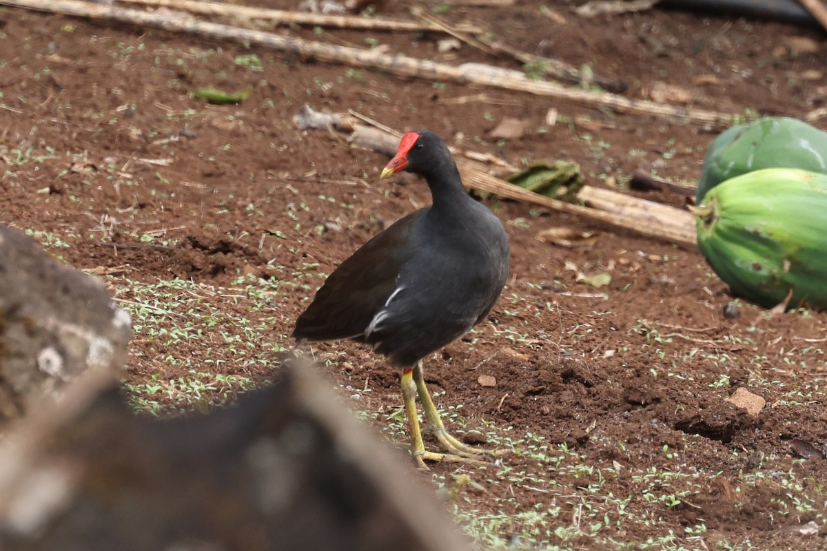 Common Gallinule - Ian Thompson