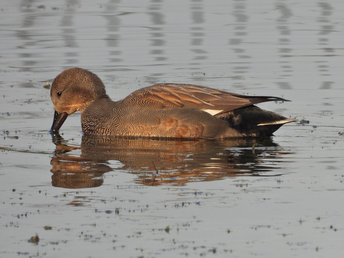 Gadwall - ML621805975