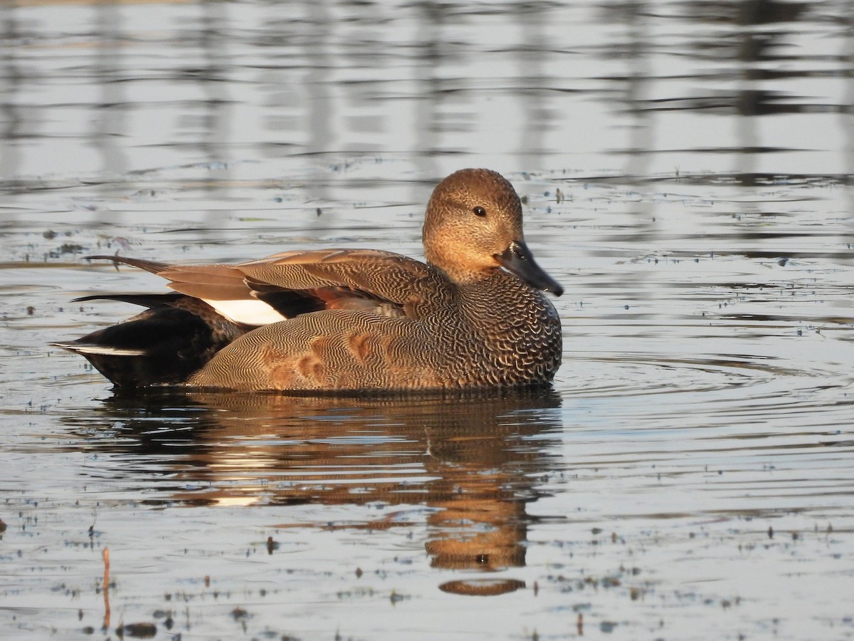 Gadwall - ML621805976