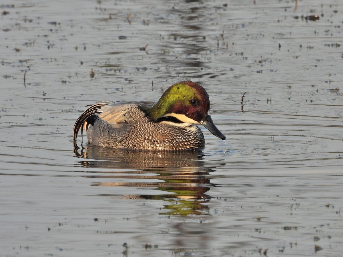 Falcated Duck - ML621805979