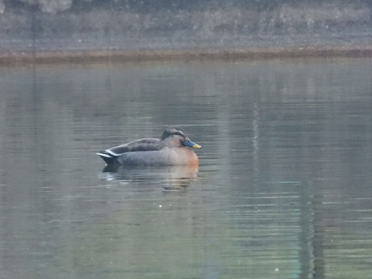 Mallard x Eastern Spot-billed Duck (hybrid) - ML621805987