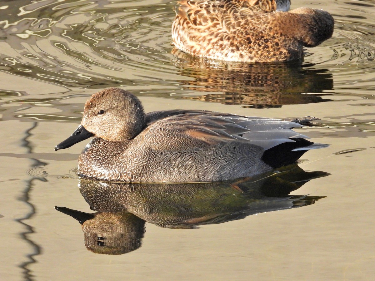 Gadwall - ML621805996