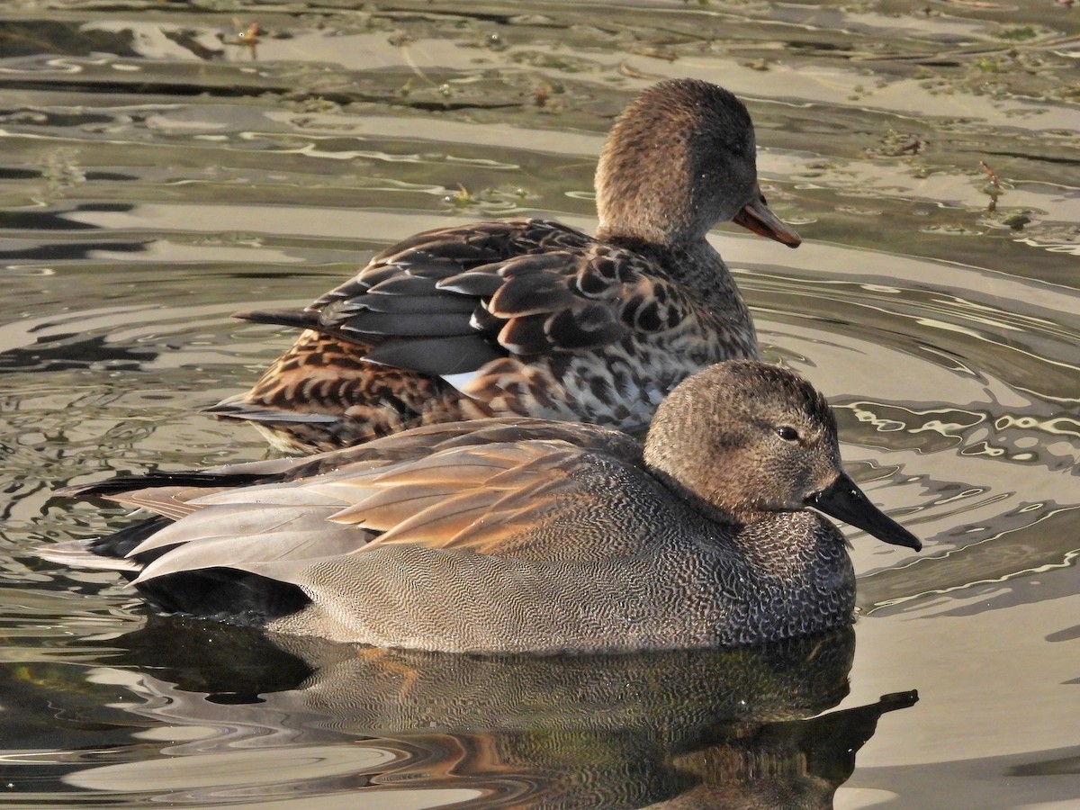 Gadwall - ML621805998