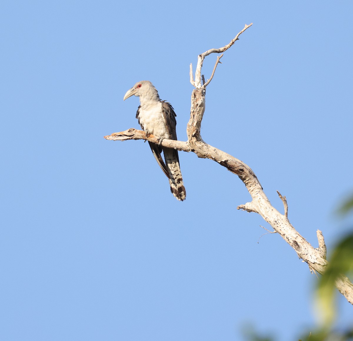 Channel-billed Cuckoo - ML621806010