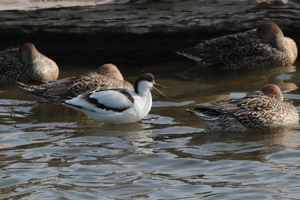 Pied Avocet - ML621806022