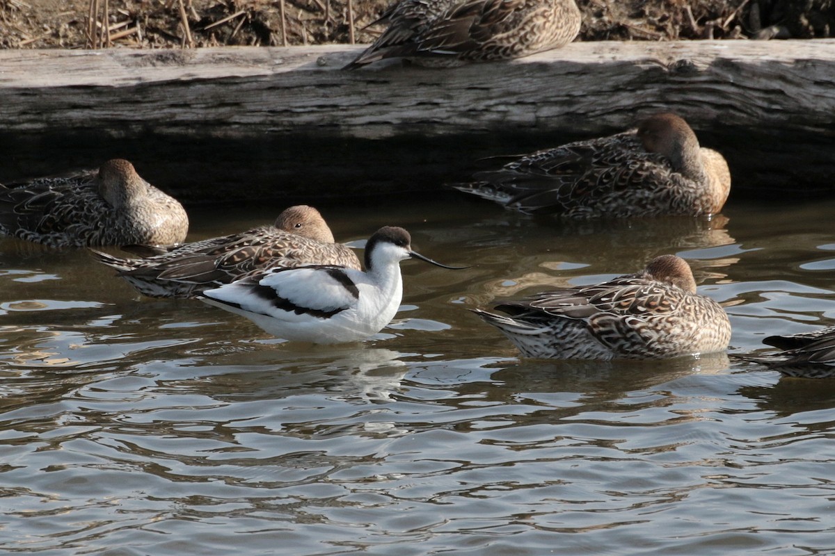 Pied Avocet - ML621806023