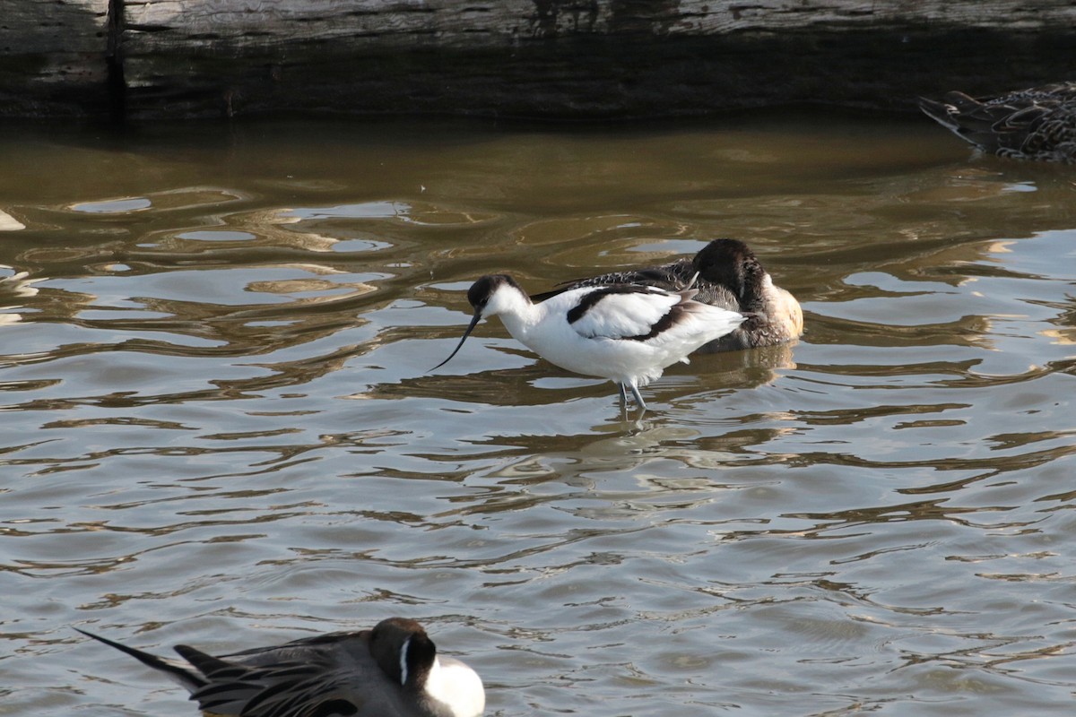 Pied Avocet - ML621806027