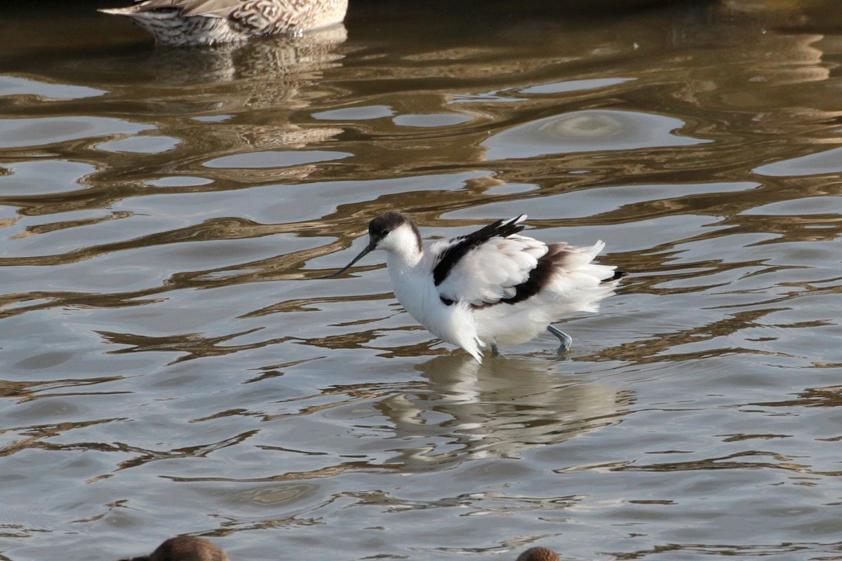 Pied Avocet - ML621806029