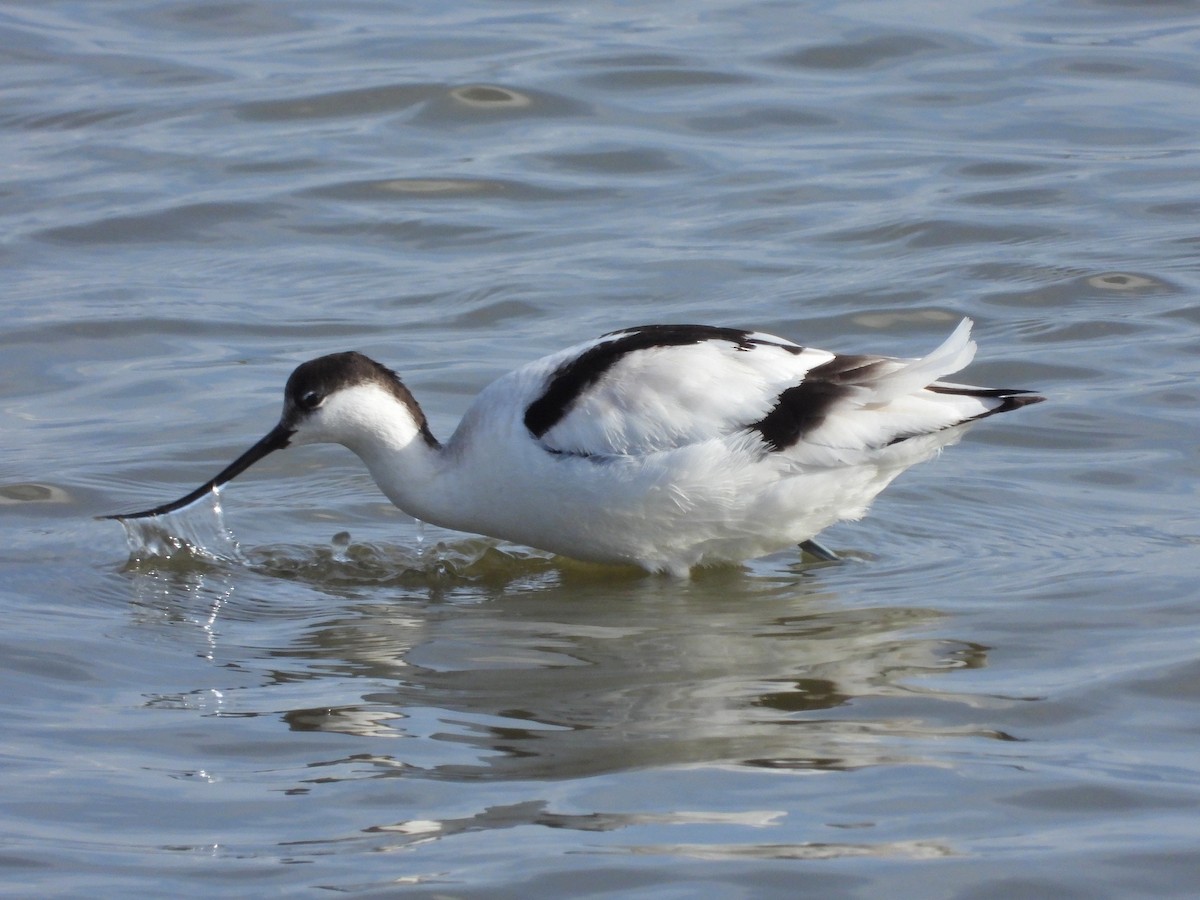 Pied Avocet - ML621806030