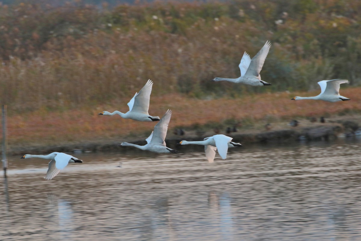 Tundra Swan - ML621806032