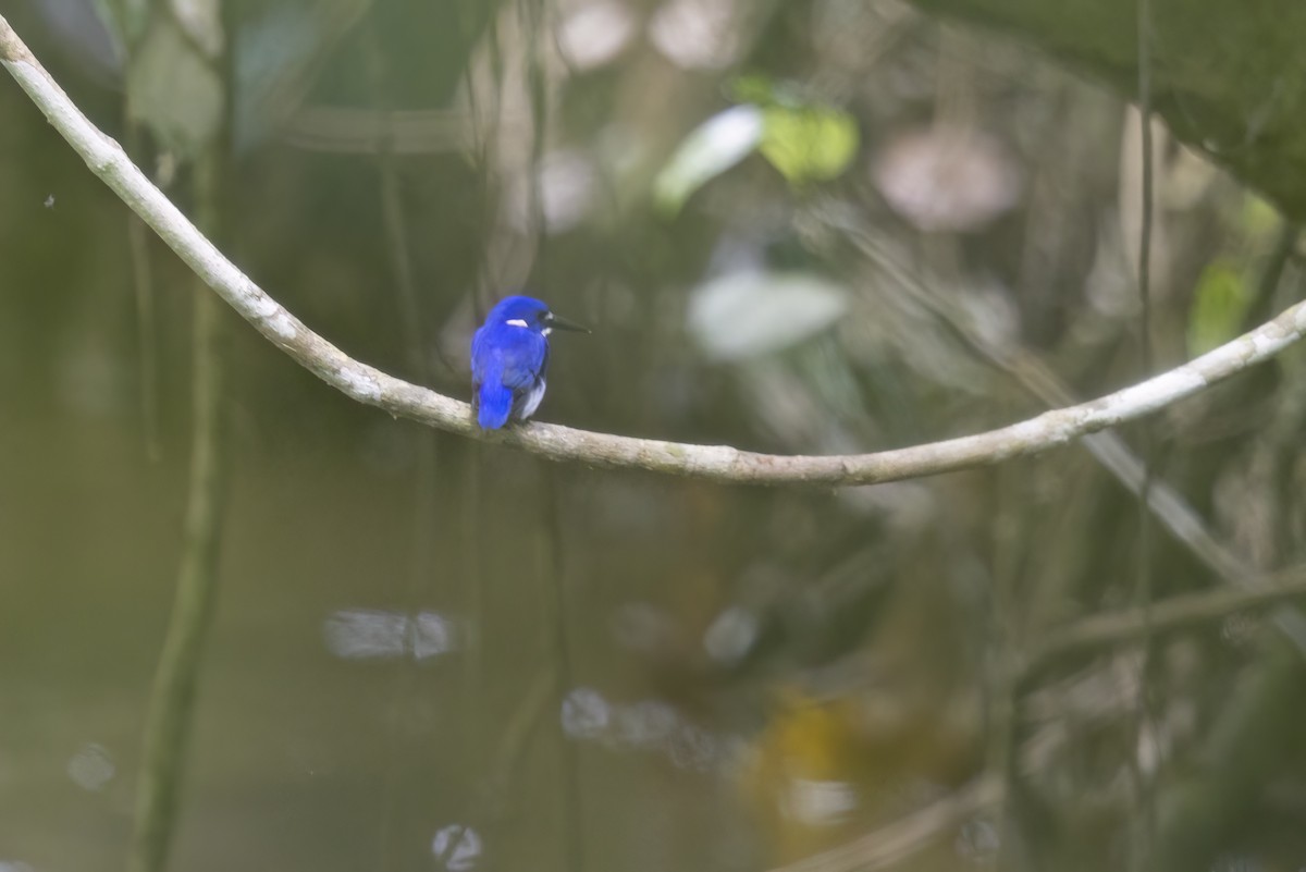 Little Kingfisher - ML621806034