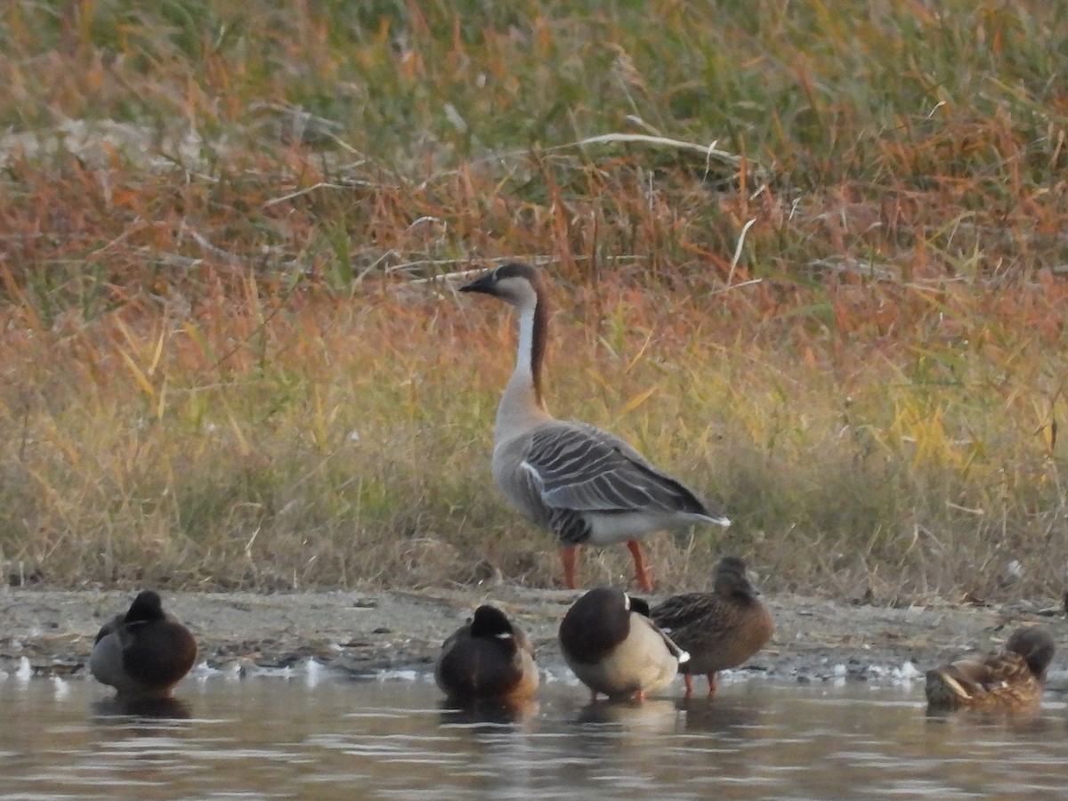 Swan Goose - ML621806035