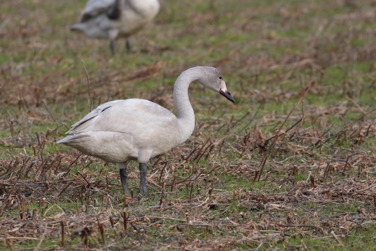 Whooper Swan - ML621806045