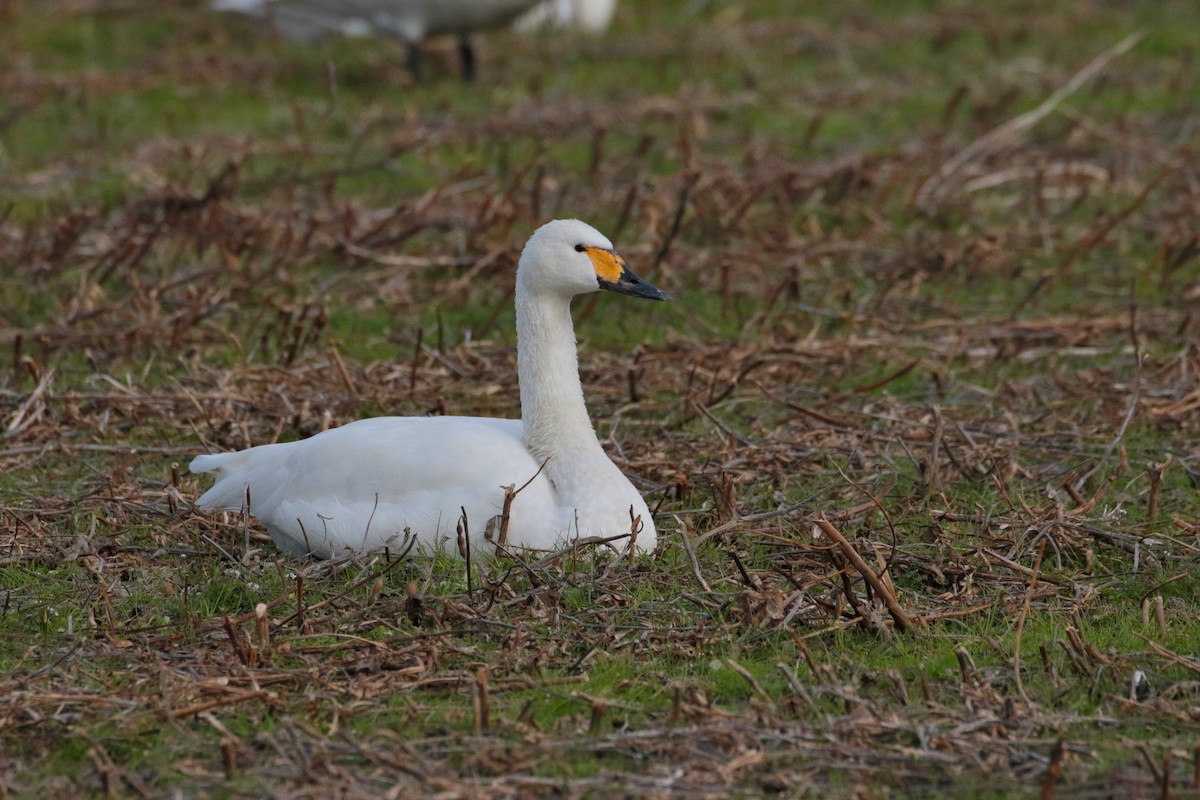 Tundra Swan - Atsushi Shimazaki