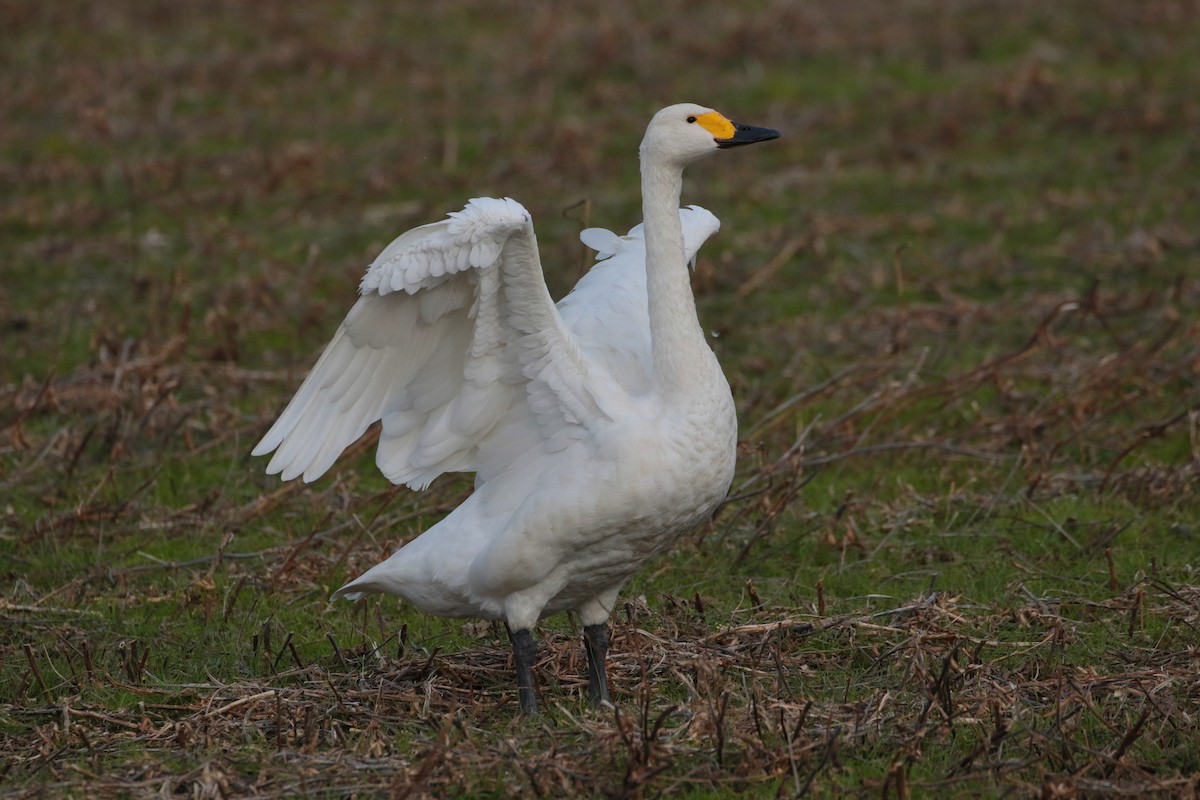 Tundra Swan - ML621806050