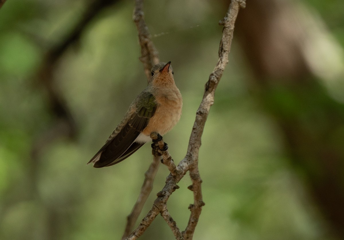 Buffy Hummingbird - ML621806085