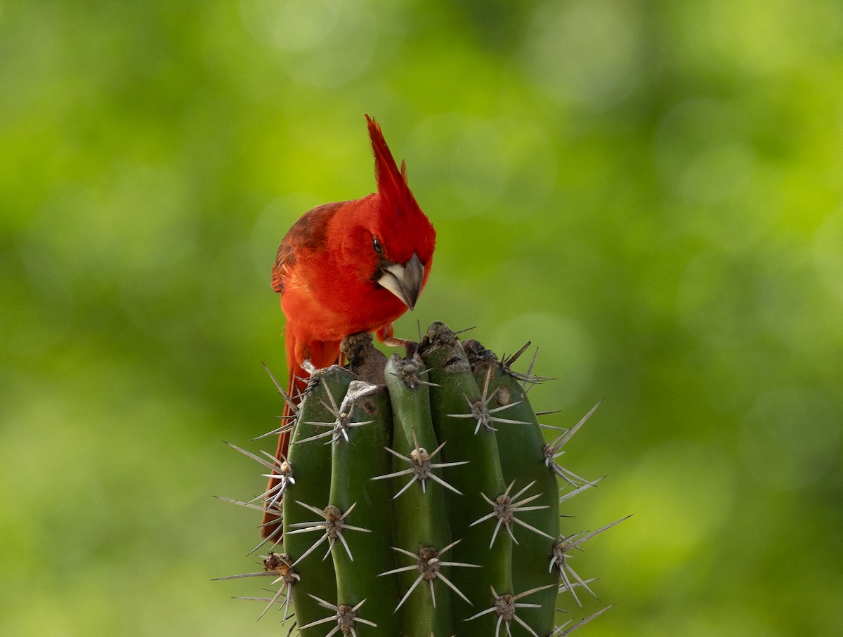 Cardinal vermillon - ML621806101