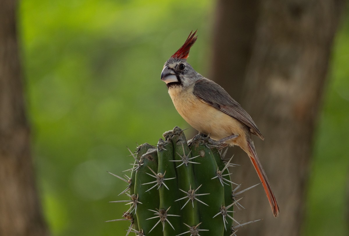 Vermilion Cardinal - ML621806103