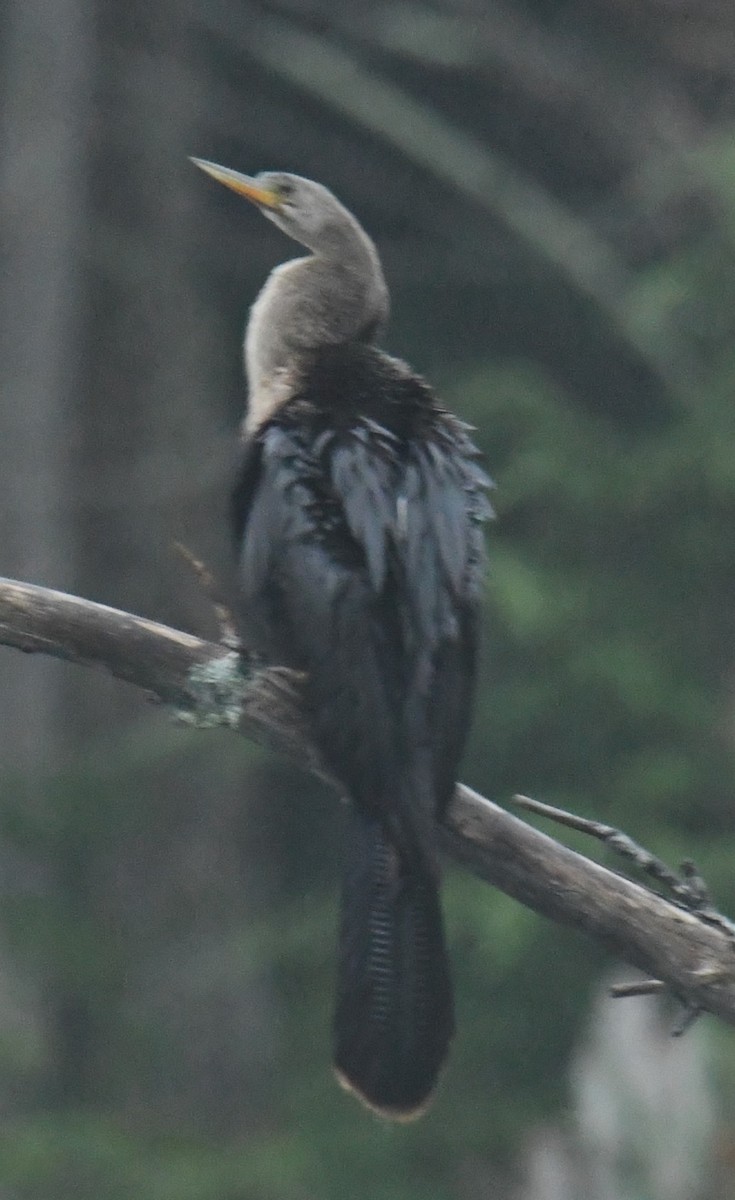 eBird Checklist - 24 Jul 2024 - stakeout Anhinga, Somerville (2024 ...