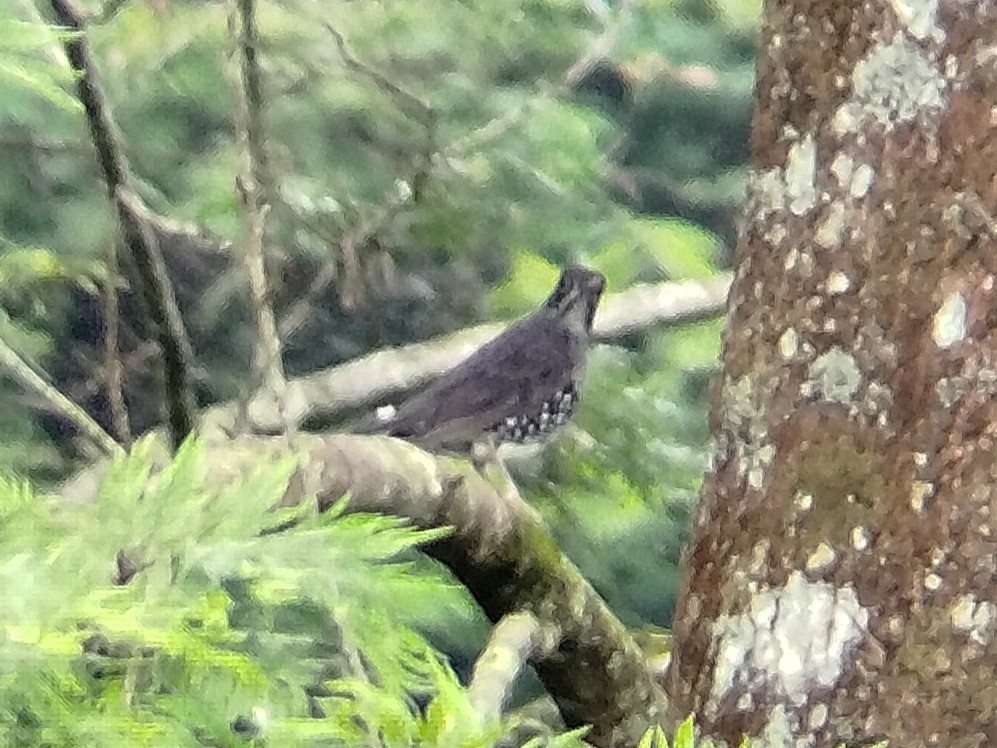 Sunda Thrush - ML621806170