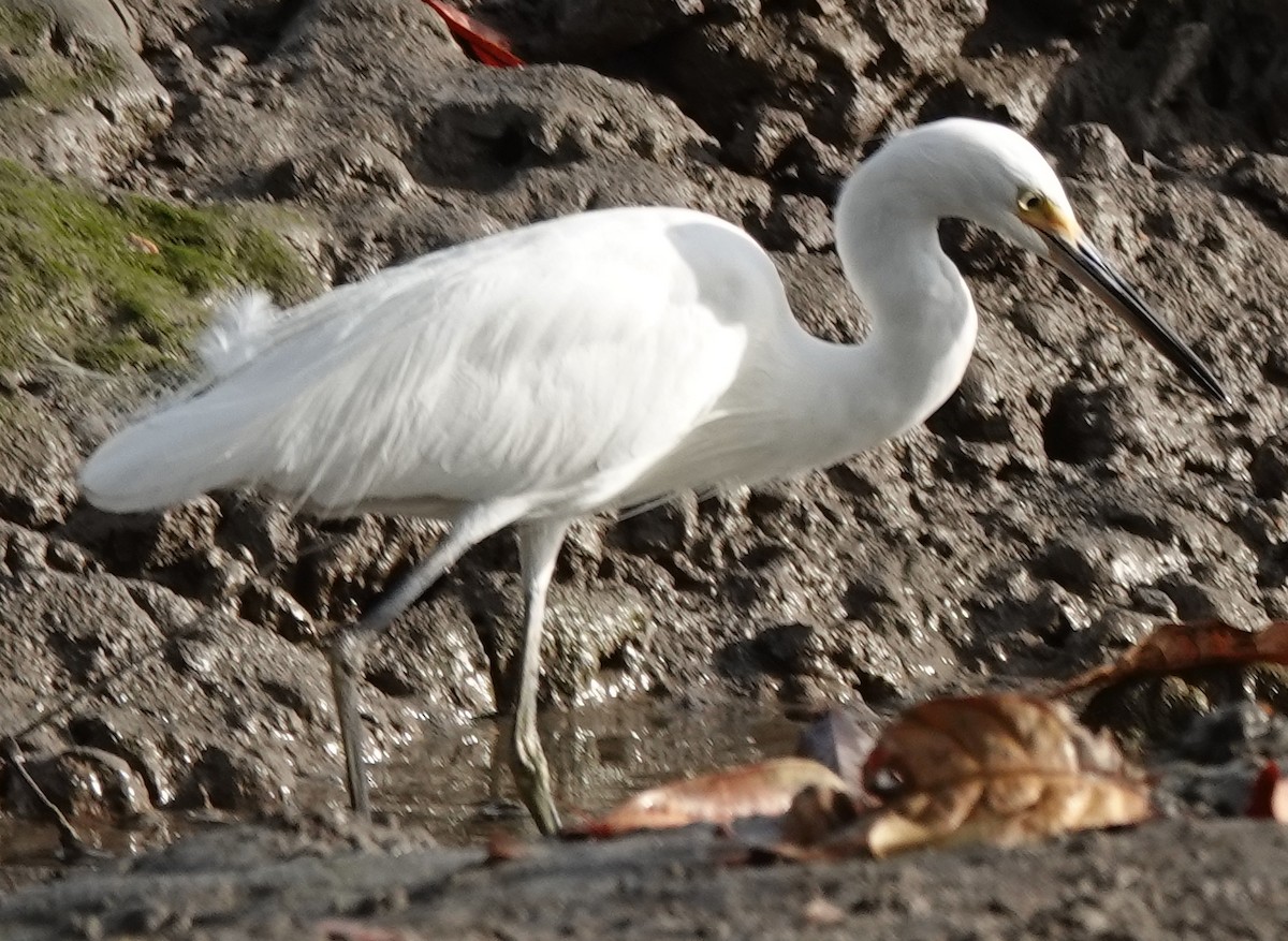 Little Egret - ML621806173