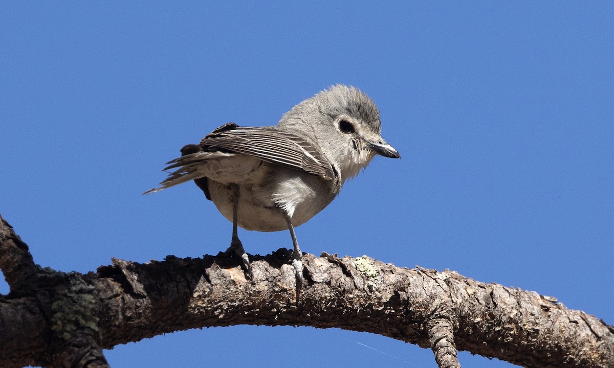 Plumbeous Vireo - ML621806185