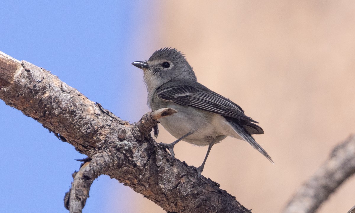 Plumbeous Vireo - ML621806186