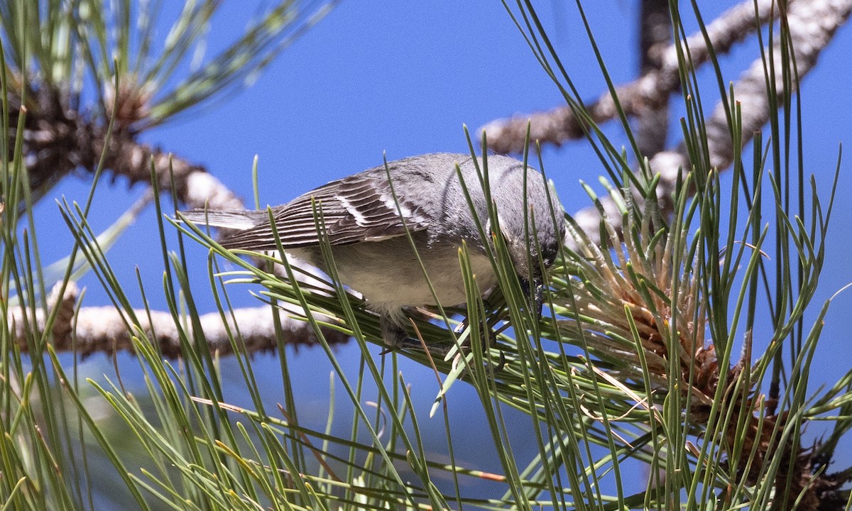 Plumbeous Vireo - ML621806187