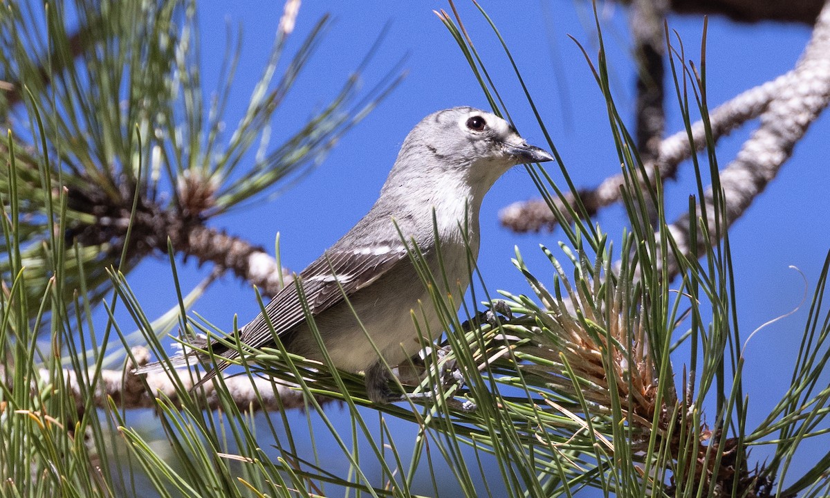 Plumbeous Vireo - ML621806188