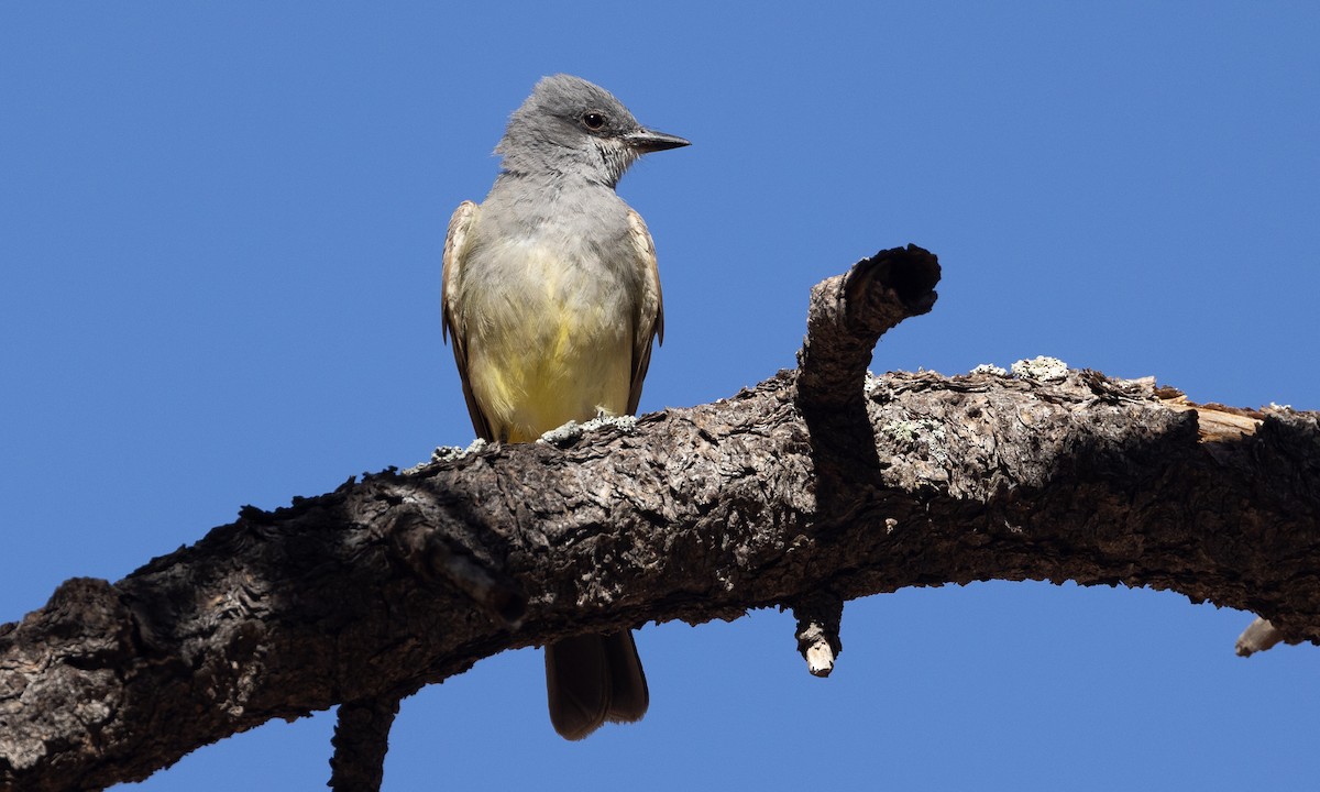 Cassin's Kingbird - ML621806195