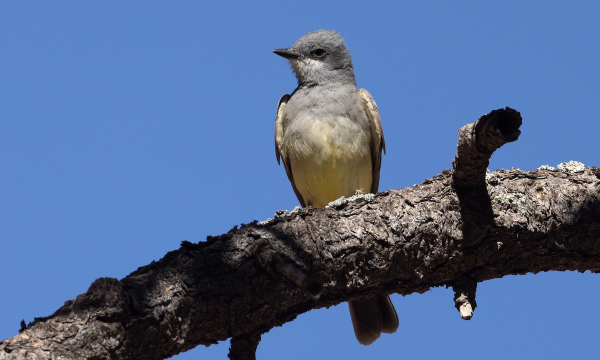 Cassin's Kingbird - ML621806196