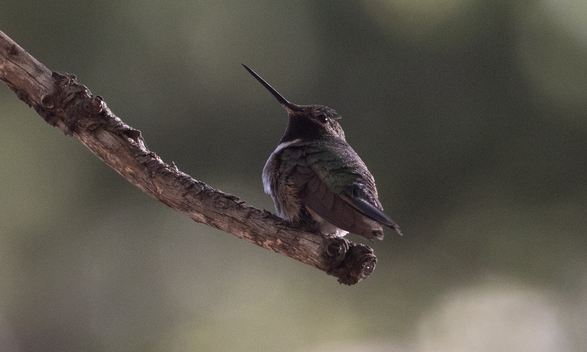 Broad-tailed Hummingbird - ML621806199