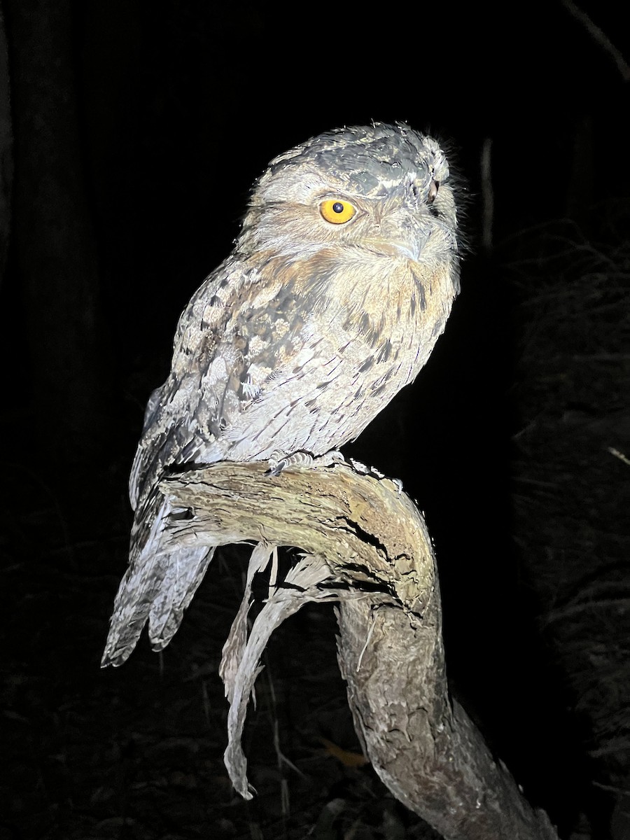 Tawny Frogmouth - ML621806209