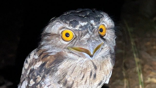 Tawny Frogmouth - ML621806216