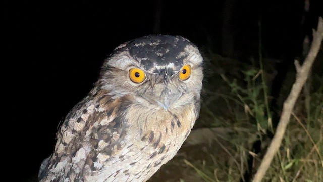 Tawny Frogmouth - ML621806217