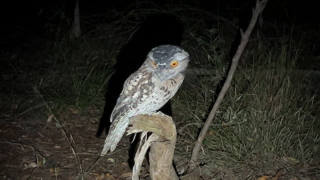 Tawny Frogmouth - ML621806218