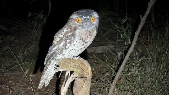 Tawny Frogmouth - ML621806219